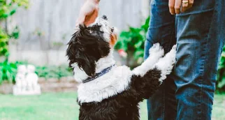 Premio del Comune a chi adotta un cane